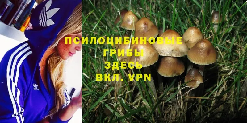 Галлюциногенные грибы Psilocybine cubensis  наркота  Буй 